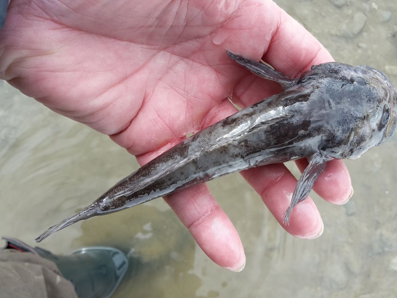 Koppe – der noch häufigste Kleinfisch, vor allem in Seitenbächen